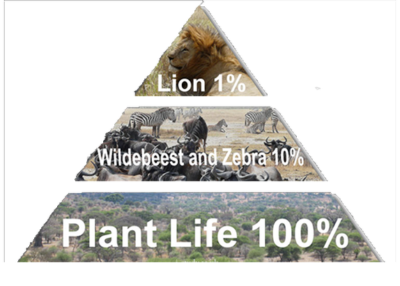safari energy pyramid